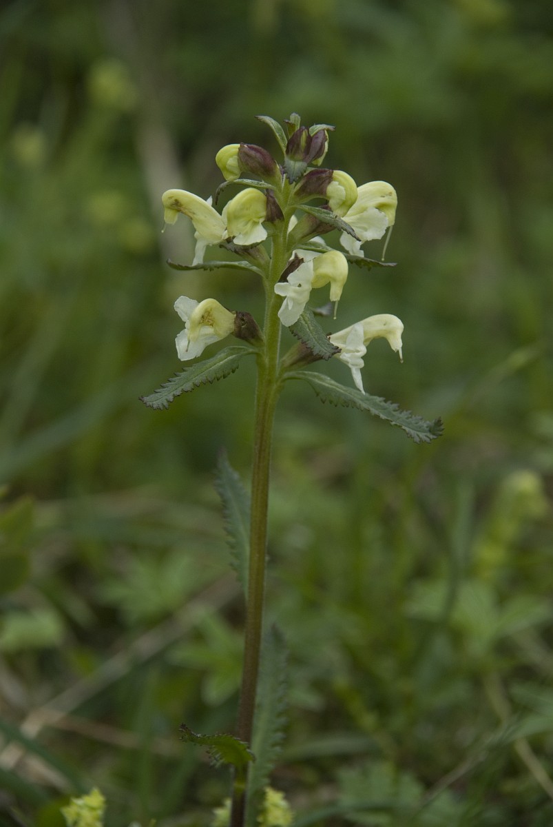 Pedicularis lapponica, Lapland Lousewort